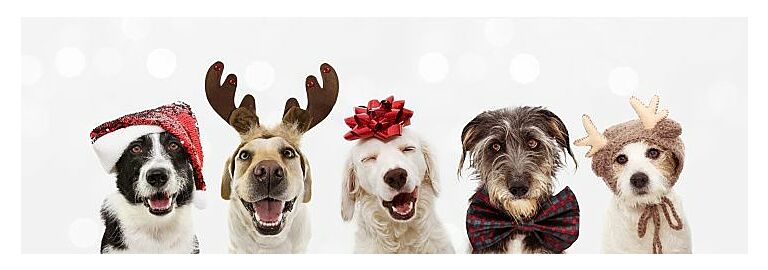 Santa Paws is Coming to Town