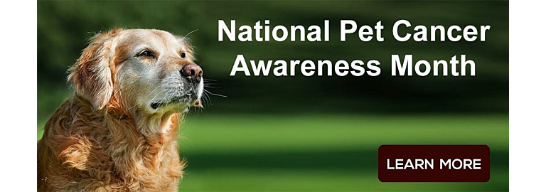 November is National Pet Cancer Awareness Month