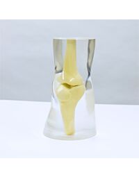 Synthetic Bone Knee Anthropomorphic Transparent X-ray Phantom