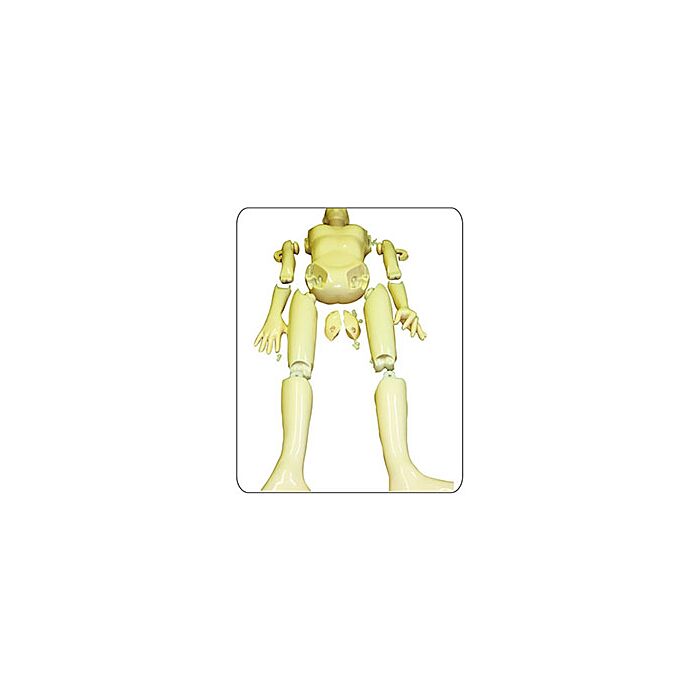 TAKE-APART PIXY Teaching Whole Body Phantom
