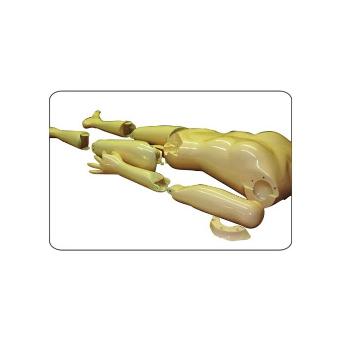 TAKE-APART PIXY Teaching Whole Body Phantom