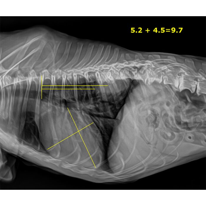 VETSMART™ Table Digital X-Ray Solution