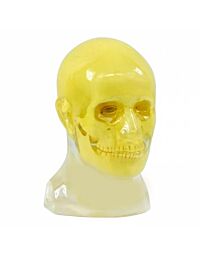 Head Synthetic Bone Phantom Only (No c-spine included)