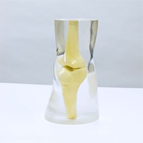Synthetic Bone Knee Anthropomorphic Transparent X-ray Phantom