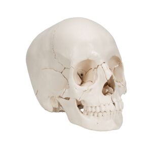 Adult Human Skull Model, 22 parts