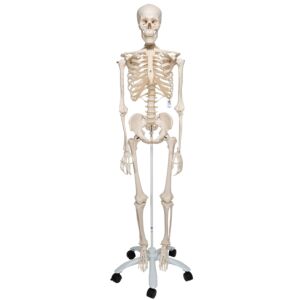 Stan the Standard Skeleton with Pelvic Roller Stand