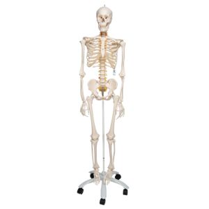 Fred the Flexible Skeleton on 5-feet Roller Stand