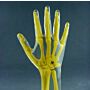 Hand and Wrist AP/PA Phantom